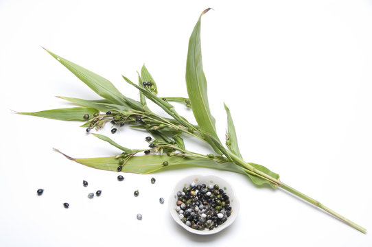 ジュズダマ の画像 2 930 件の Stock 写真 ベクターおよびビデオ Adobe Stock