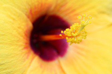 close up of yellow hibiscus flower