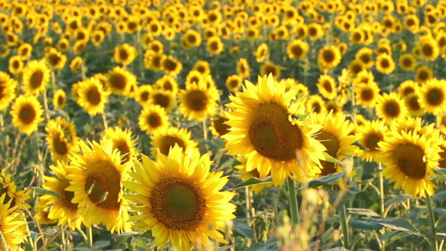 Pan of a Field of Sunflowers. 