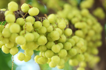 star gooseberry fruit on tree