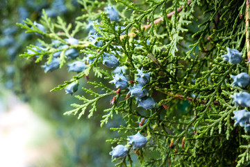 Juniper blueand green.