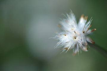 close up of reeds grass