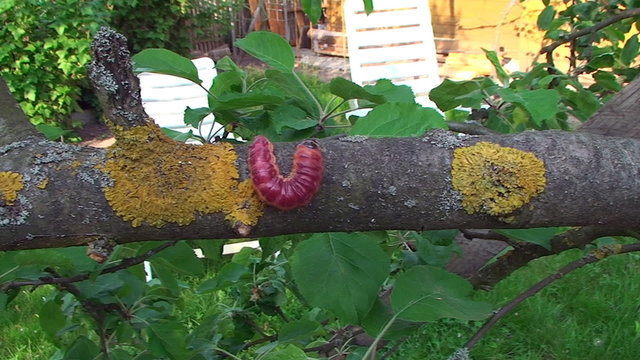 The tree in the garden creeps large colorful caterpillar