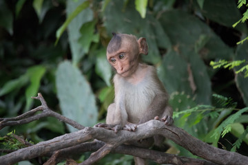Fototapeta premium サルと森 