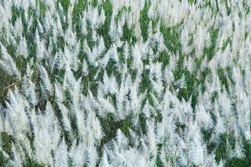field of reeds grass