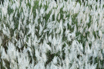 field of reeds grass