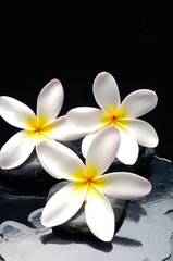 Fototapeta na wymiar Three white frangipani with black wet stones