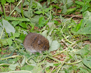 Campagnol s'alimentant