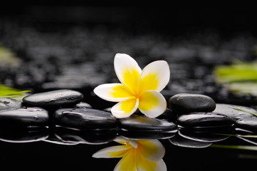 frangipani with therapy stones

