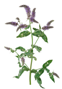 Medicinal plant: Mentha longifolia
