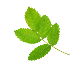 Leaf rosehip