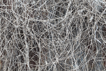 dry vine on grunge wall