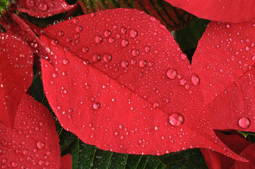 Poinsettia flower