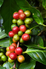 Coffee beans ripening on a tree.