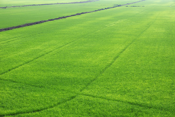 Fototapeta premium landscape of rice plantation