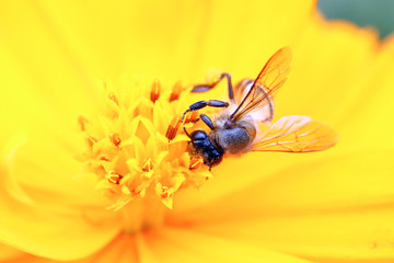 Honey bee on yellow flower oxeye daisy
