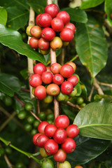 Coffee beans ripening on a tree.