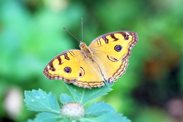 Yellow Brown Butterfly outdoors in the garden