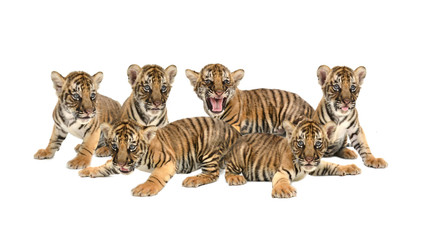 Obraz premium baby bengal tiger isolated