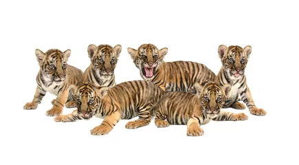 Abwaschbare Fototapete Tiger Baby bengalischer Tiger isoliert
