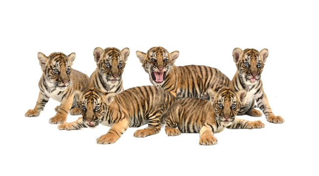 baby bengal tiger isolated