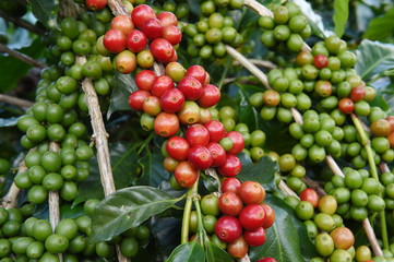 Coffee beans ripening on a tree.
