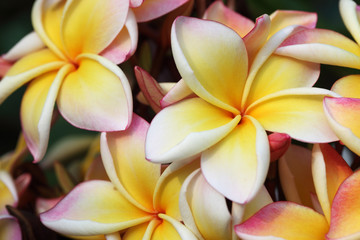 Obraz na płótnie Canvas colorful frangiapani flower