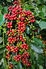Coffee beans ripening on a tree.
