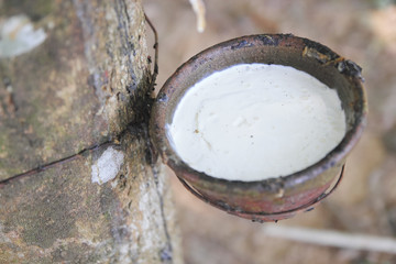 Milky latex extracted from rubber tree