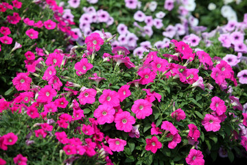 colorful petunia flower