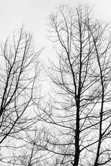 Fototapeta na wymiar Dead pinus trees against white sky(Black and White)