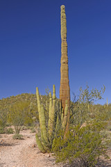 Fototapeta na wymiar Organ Pipe and Saguaro Cactus Together