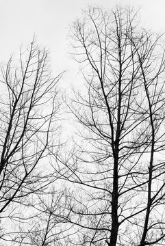 Dead pinus trees against white sky(Black and White)