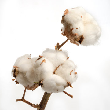 branch of dried cotton plant flower isolated on white background