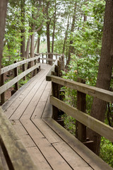 Boardwalk in forest