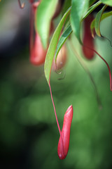 tropical pitcher plant