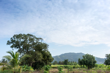 Trees in the field with mountain in background, Trinidad, Trinidad And Tobago