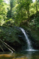 Scenics view of waterfall in forest, Trinidad, Trinidad and Tobago
