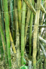 Close-up of bamboo trees growing in forest, Trinidad, Trinidad and Tobago