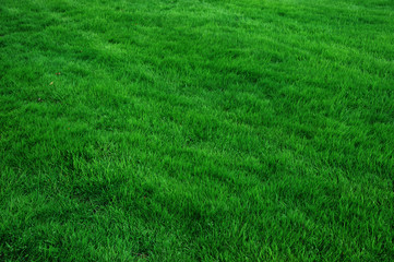green grass background