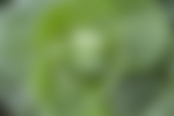 Green colored blurred abstract