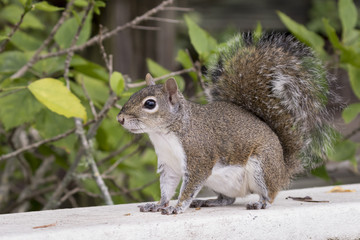 Naklejka na ściany i meble Eastern Gray Squirrel on a Deck Railing - Florida