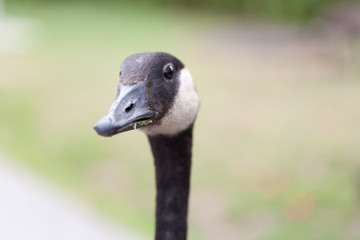 Close-up of Canada goose