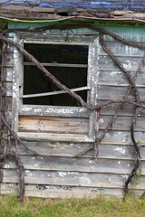 Dry creepers plants on old ruined wooden wall of cottage