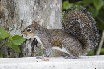 Naklejka na ściany i meble Eastern Gray Squirrel on a Deck Railing - Florida