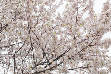 White apple blossoms in springtime