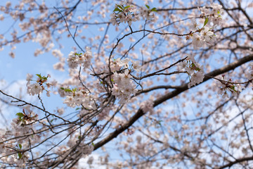 Low angle view of white apple blossoms in springtime