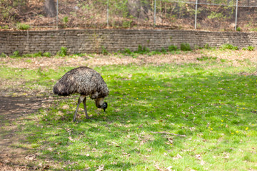 Ostrich feeding in grassy field