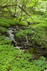 Stream flowing through forest