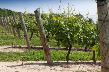 Fototapeta premium View of vineyard